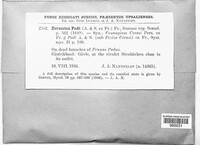 Image of Dermatea padi